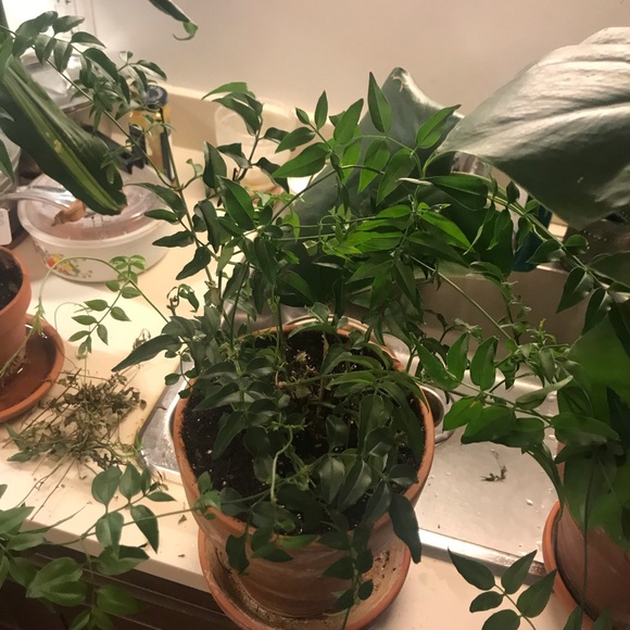 Common Jasmine - Picture 6 of 10